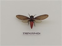 藏品(黑翅蟬)的圖片